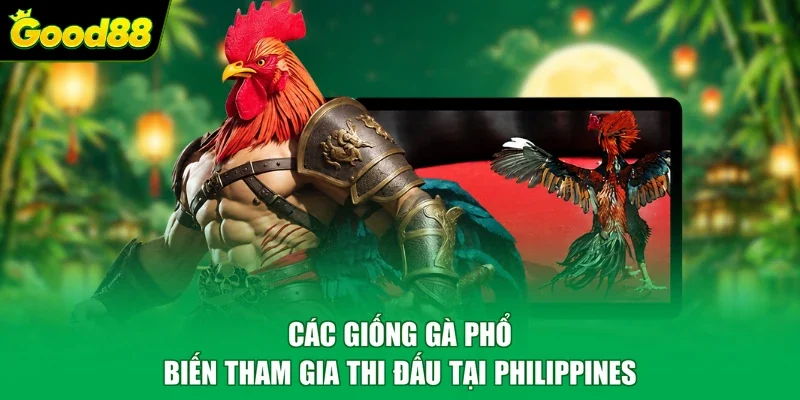 Các giống gà phổ biến tham gia thi đấu tại Philippines