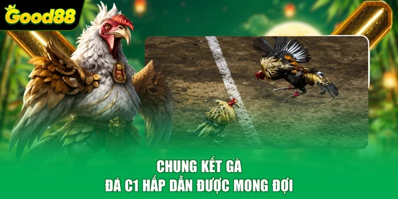 Chung kết gà đá C1 hấp dẫn được mong đợi