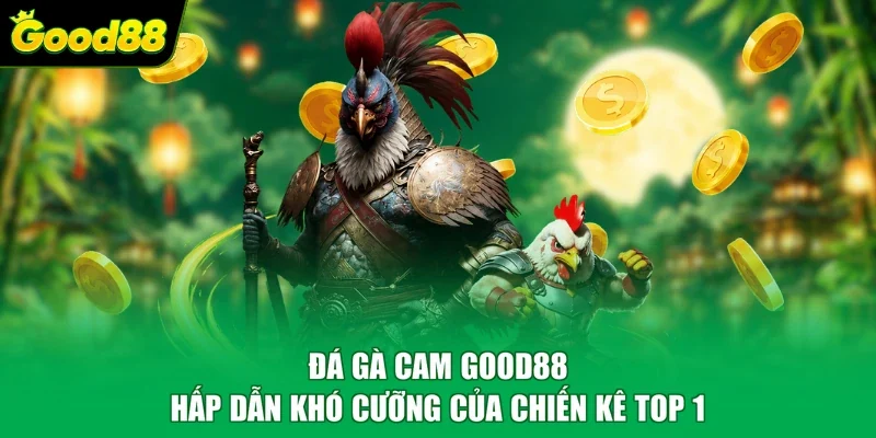 Đá gà Cam Good88 Hấp Dẫn Khó Cưỡng Của Chiến Kê TOP 1