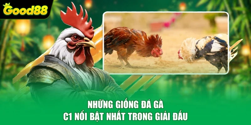 Những giống đá gà C1 nổi bật nhất trong giải đấu